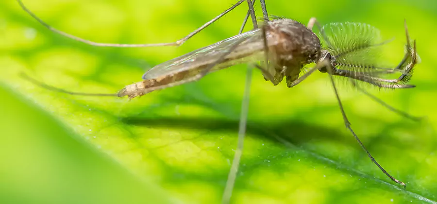 Herbal Mosquito Repellent Treatment in O Brien