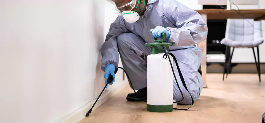 No Tent Termite Extermination With Electric Tool in O Brien