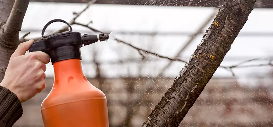 Orange Oil Structural Cavity Treatment in O Brien
