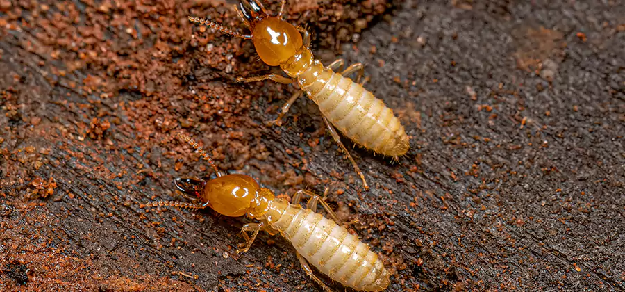 Natural Ant Hill Killer Treatment in O Brien