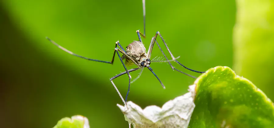 Natural Outdoor Mosquito Repellent in O Brien