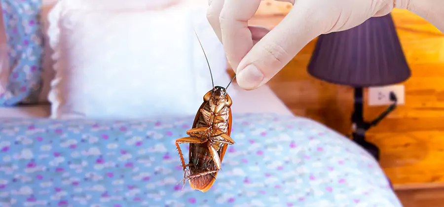 Bed Bug Inspection in O Brien