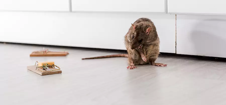 Rat Baiting Removal Service in O Brien