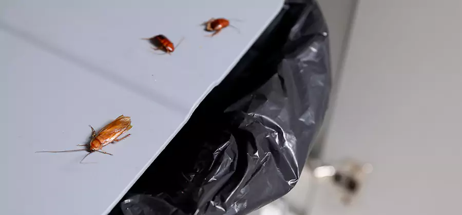 German Roach Pest Control in O Brien