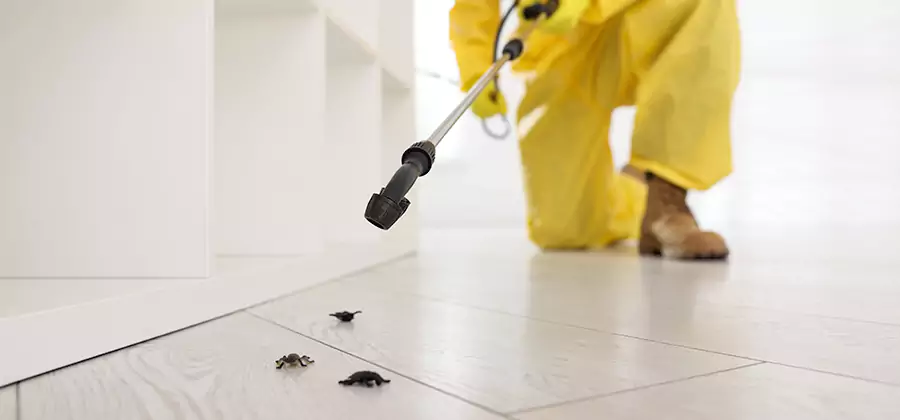 Roach and Bed Bug Exterminator in O Brien