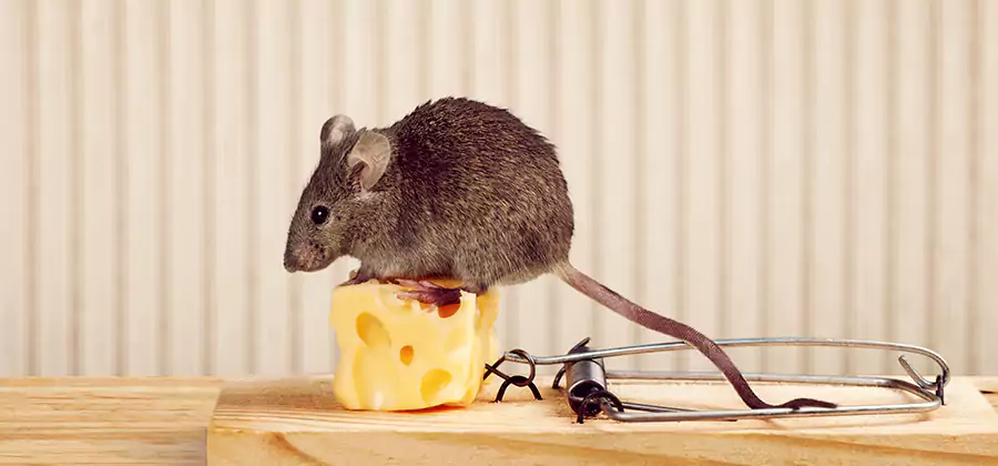 Commercial Rodent Exclusion Services in O Brien