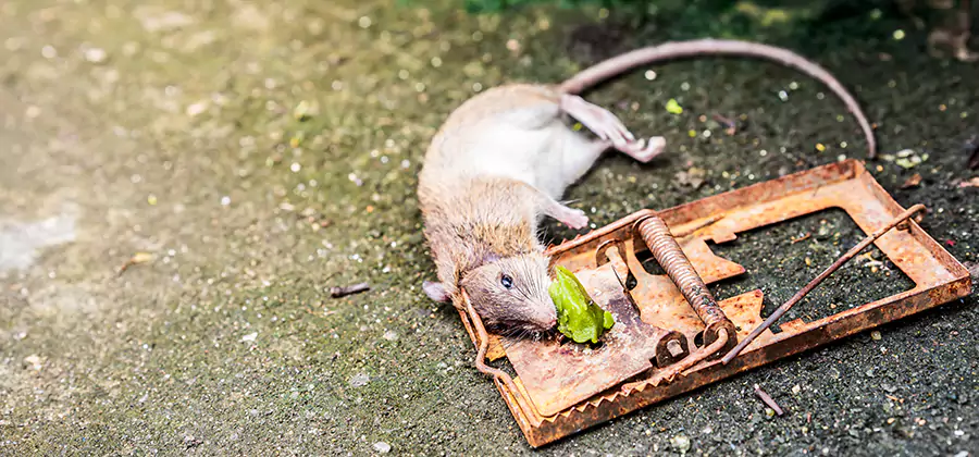 Rat Trapping in O Brien
