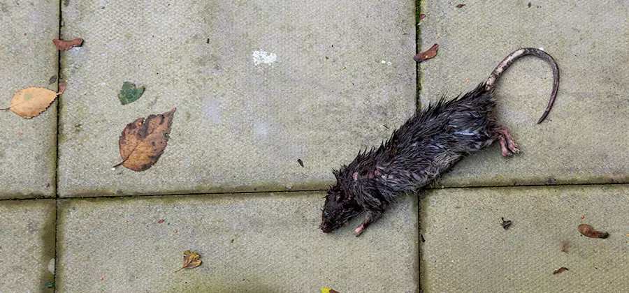 Rodent inspection service in O Brien