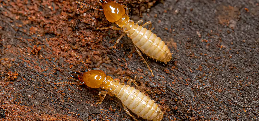 Sentricon Residential Termite Control in O Brien