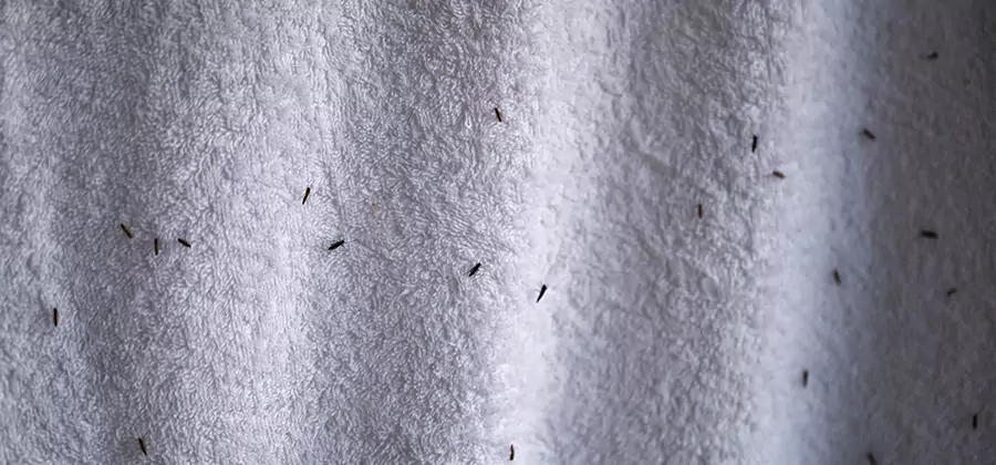 Small Black Ants in Bathroom Treatment in O Brien