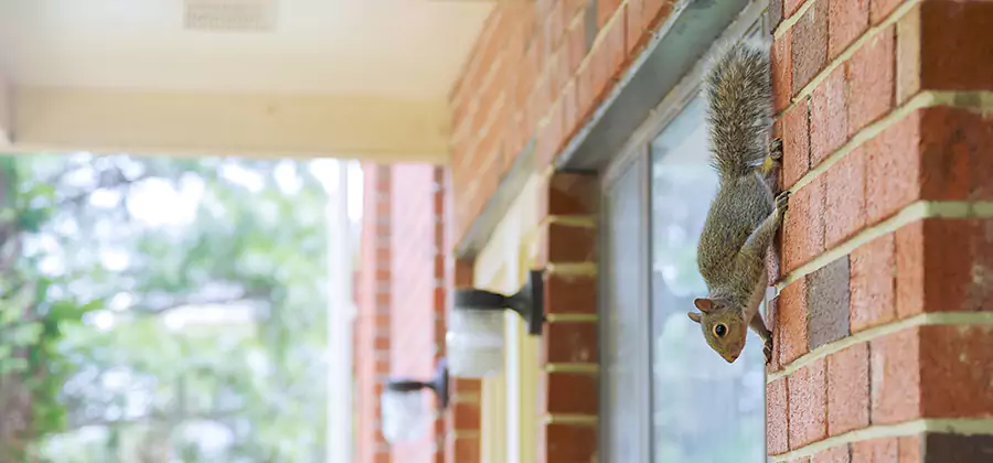 Squirrel Inside Walls Removal in O Brien
