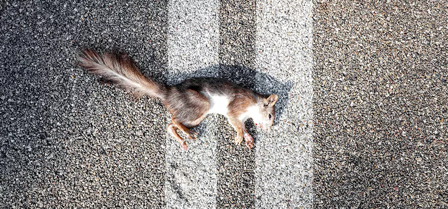 Dead Squirrel Removal in O Brien