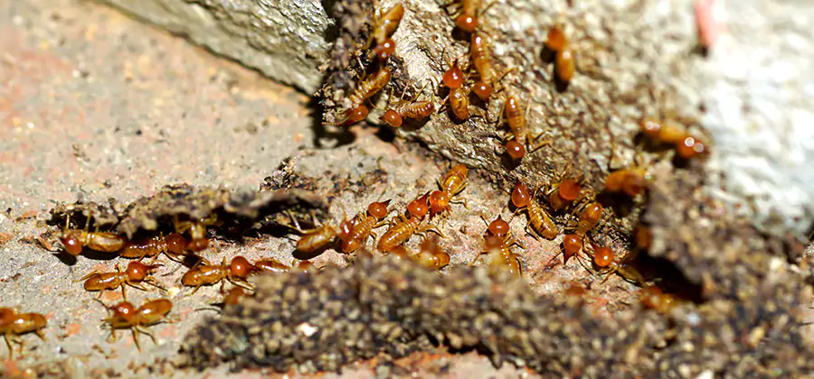 Wood Treatment and Localized Termite Solutions in O Brien