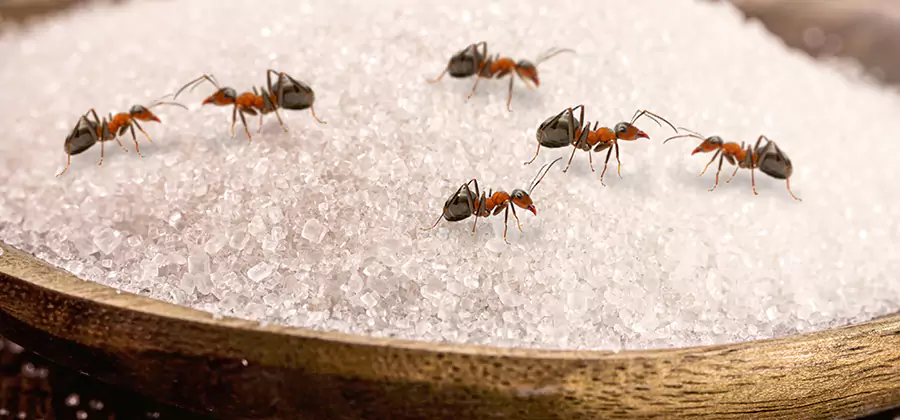 Indoor Sugar Ant Treatment in O Brien