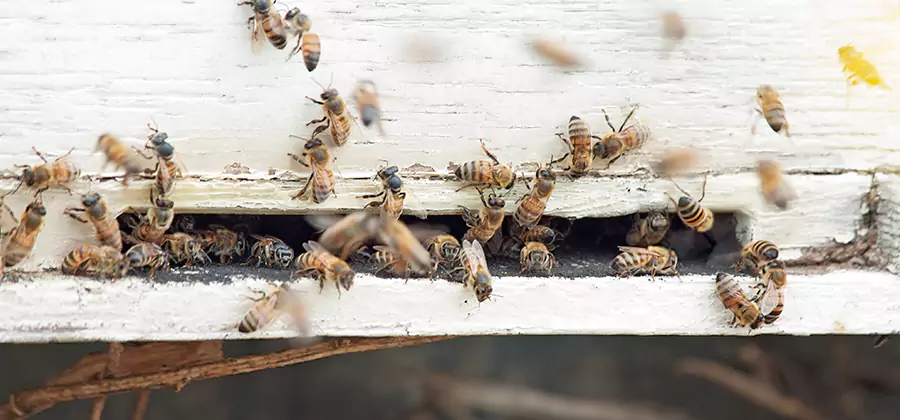 Residential Termite Fumigation in O Brien