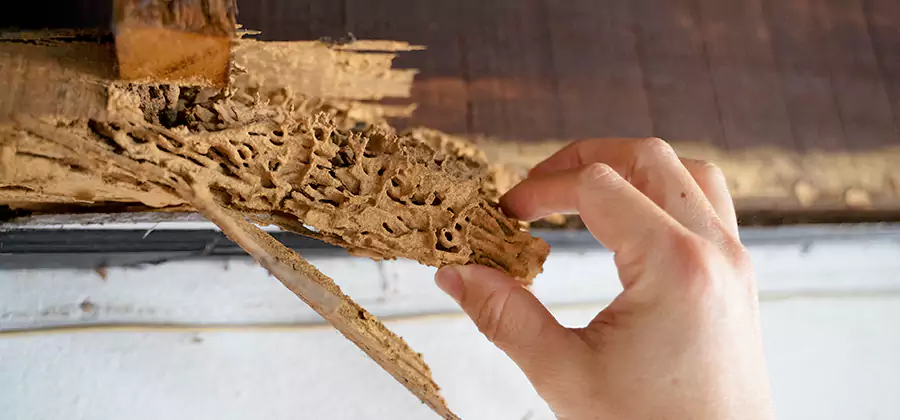 Pre-Purchase Termite Inspection in O Brien
