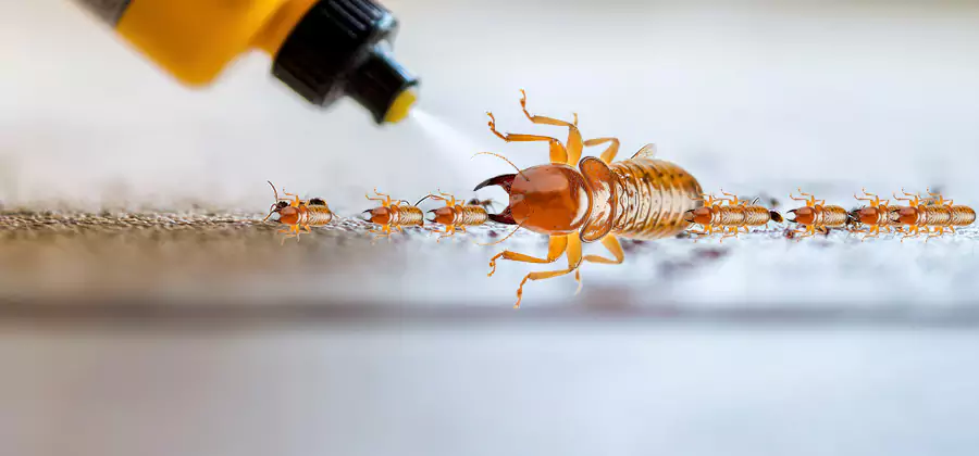 Foundation Termite Spraying Control in O Brien
