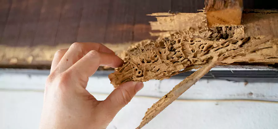 Pre-Construction Termite Treatment in O Brien