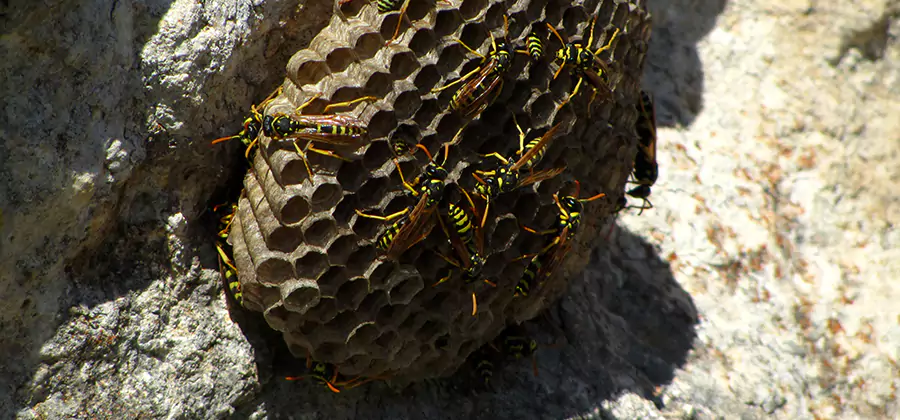 Wasp Nest in Tree Removal O Brien