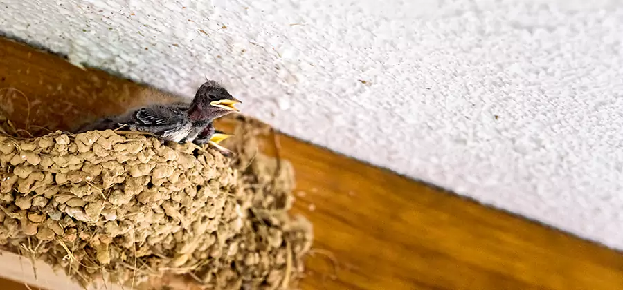 Bird Removal From House in O Brien