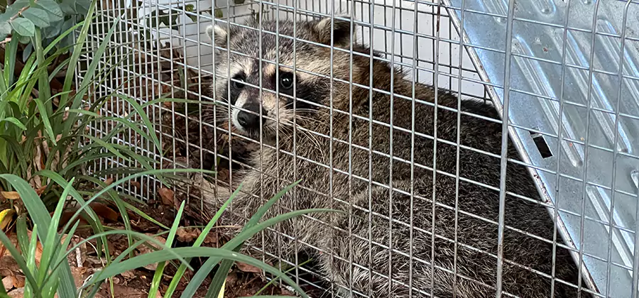 Wildlife Relocation Services in O Brien