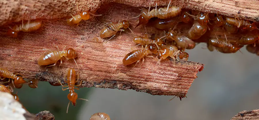 Wood Preservation Termite Treatment in O Brien