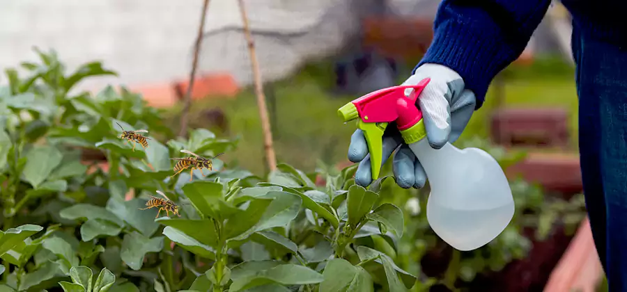 Yellow Jacket Pest Removal for Commercial Properties in O Brien