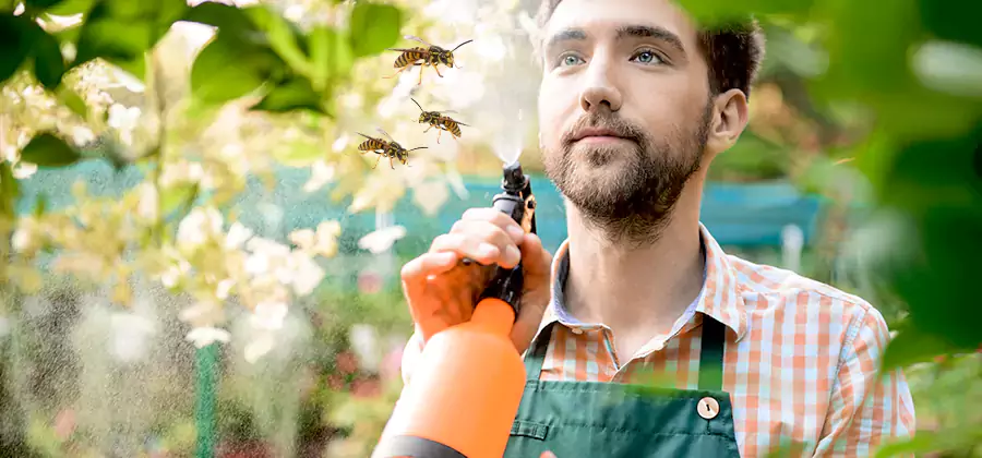 Yellow Jacket Wasp Removal in O Brien