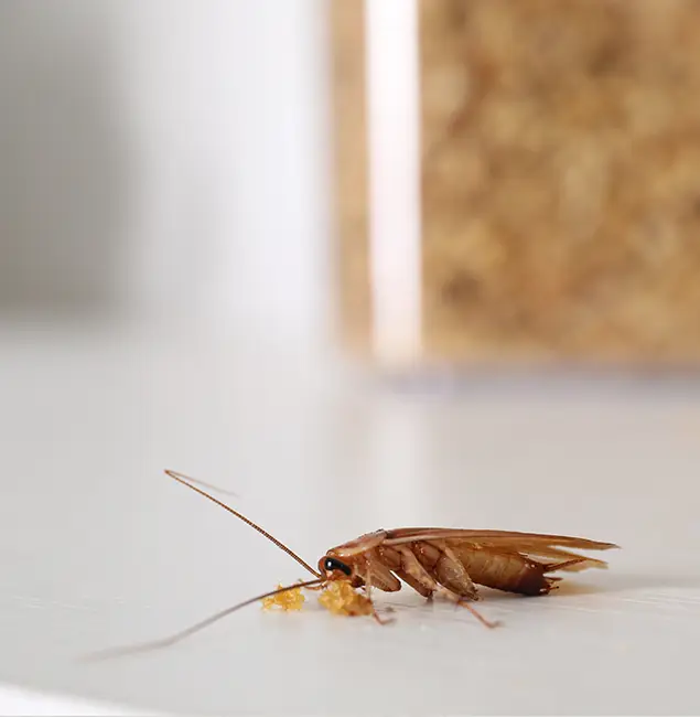 Why Nutley Pest Control Pro Stands Out in O Brien, OR?