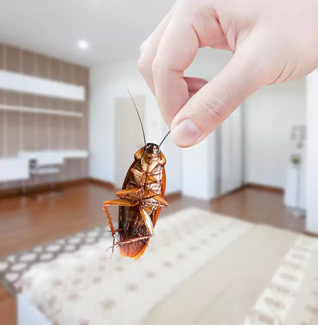 Why Nutley Pest Control Pro Stand Out for Bed Bug Fumigation in O Brien, OR?
