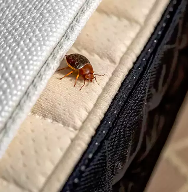 Why Choose Nutley Pest Control Pro for Bed Bug Treatment at Home in O Brien, OR?