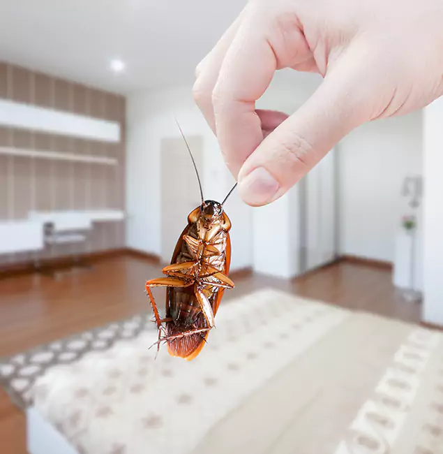 Why Nutley Pest Control Pro Stand Out For Bed Bug Inspection in O Brien, OR?