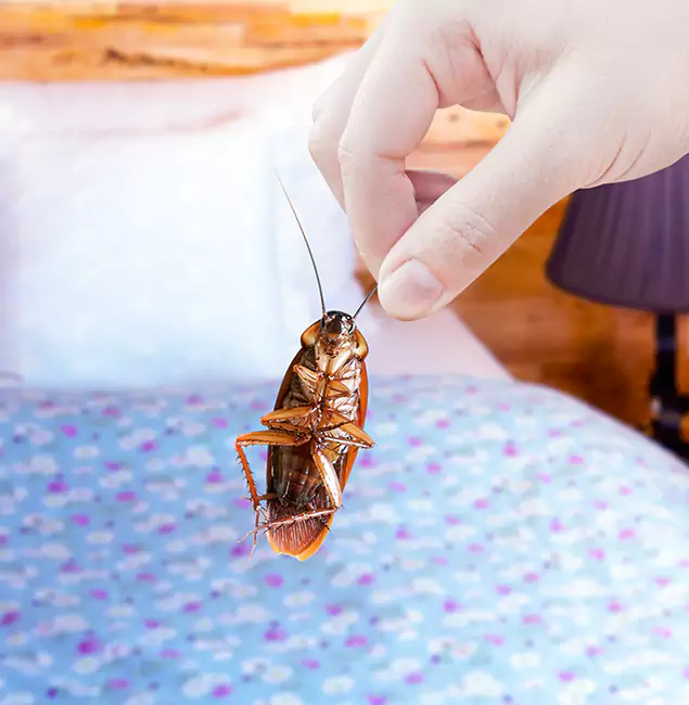 Why Choose Nutley Pest Control Pro for Bed Bug Treatment in O Brien, OR?