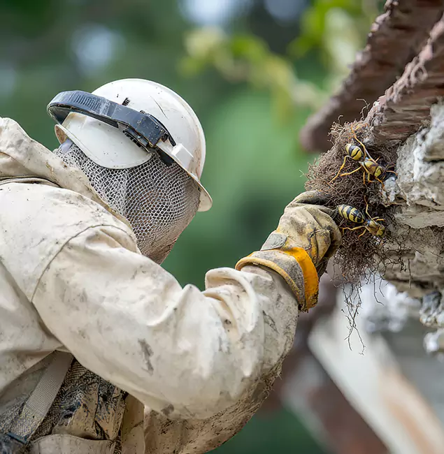 Why O Brien Property Owners Choose Nutley Pest Control Pro for Bee Exterminator?