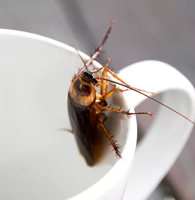 Why O Brien, OR Residents Trust Nutley Pest Control Pro for Cockroach Fumigation?