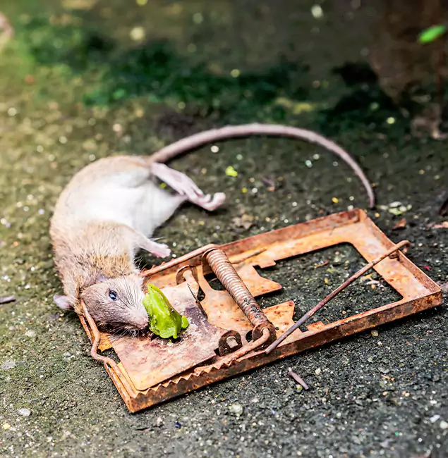 Why O Brien, OR Homeowners Trust Nutley Pest Control Pro for Rodent Removal?
