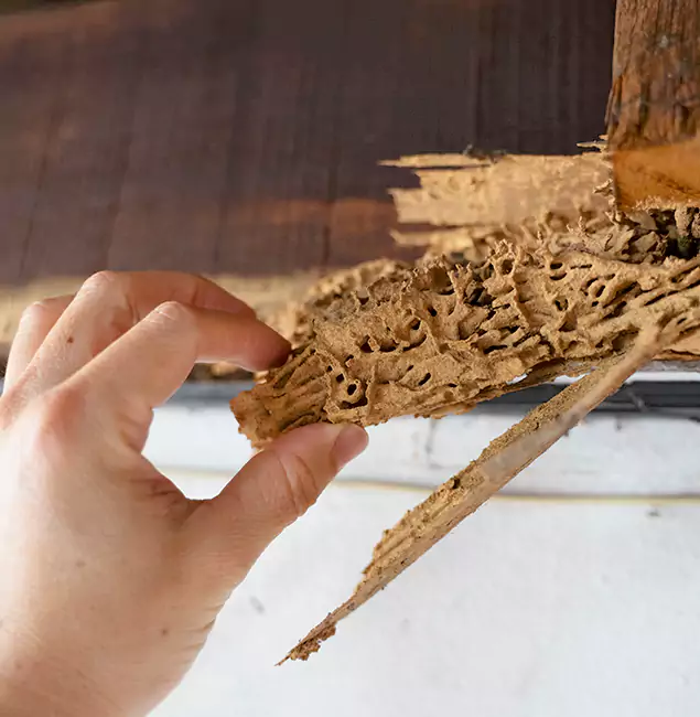 Why Choose Nutley Pest Control Pro in O Brien, OR?
