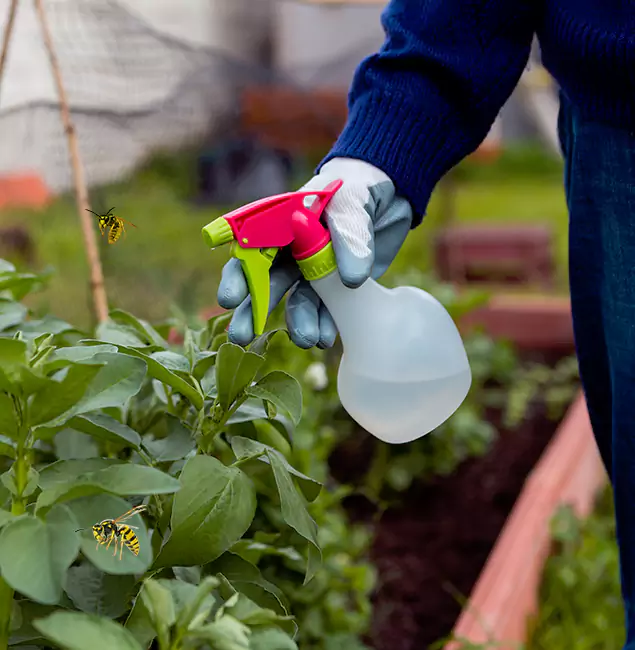 Why O Brien Homeowners Choose Nutley Pest Control Pro for Honey Bee Removal?