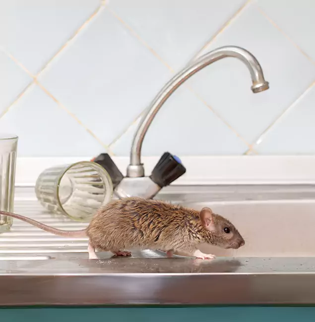 Why O Brien, OR Trusts Nutley Pest Control Pro for Humane Rodent Control?