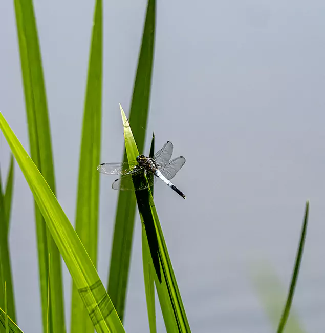 Why O Brien Families Trust Nutley Pest Control Pro for Mosquito Prevention?