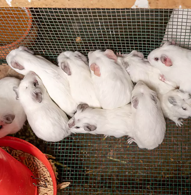 Why Nutley Pest Control Pro Is the Trusted Choice in O Brien, OR?