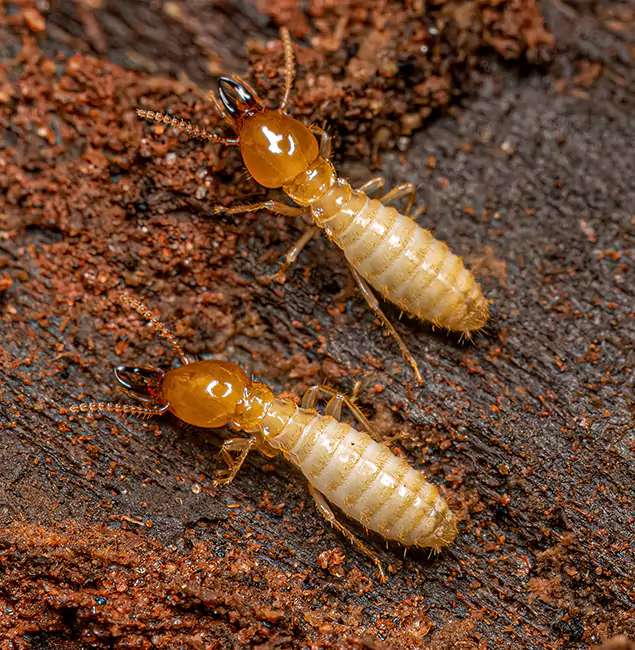 Why Choose Nutley Pest Control Pro for Termite Treatment Without Tenting in O Brien, OR?