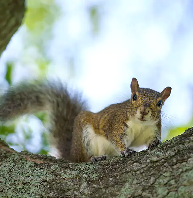Why O Brien, OR Relies on Nutley Pest Control Pro for Squirrel Pest Control?