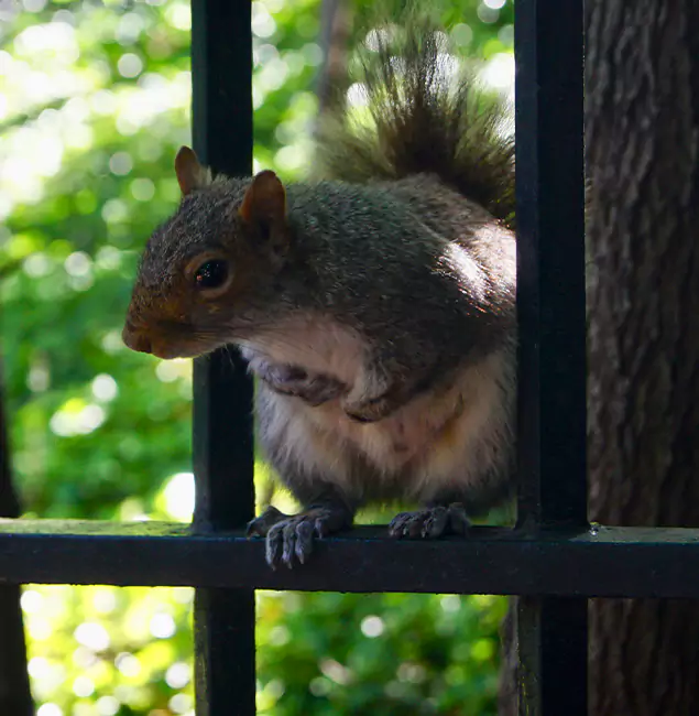 Why O Brien, OR Chooses Nutley Pest Control Pro for Squirrel Removal?