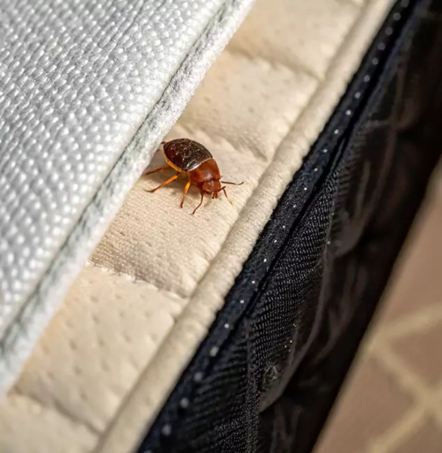 Why O Brien Homeowners Trust Nutley Pest Control Pro for Tick Treatment?