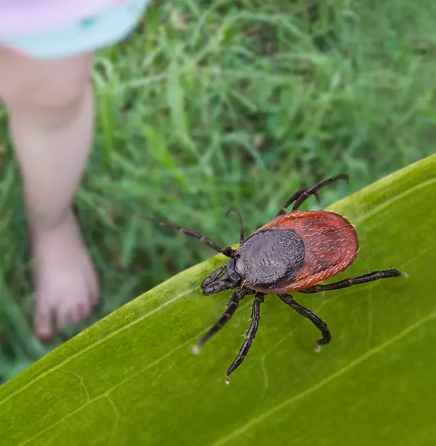 Why O Brien Homeowners Choose Nutley Pest Control Pro for Tick Extermination?
