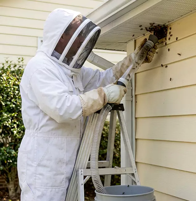 Why O Brien Trusts Nutley Pest Control Pro for Wasp Control?