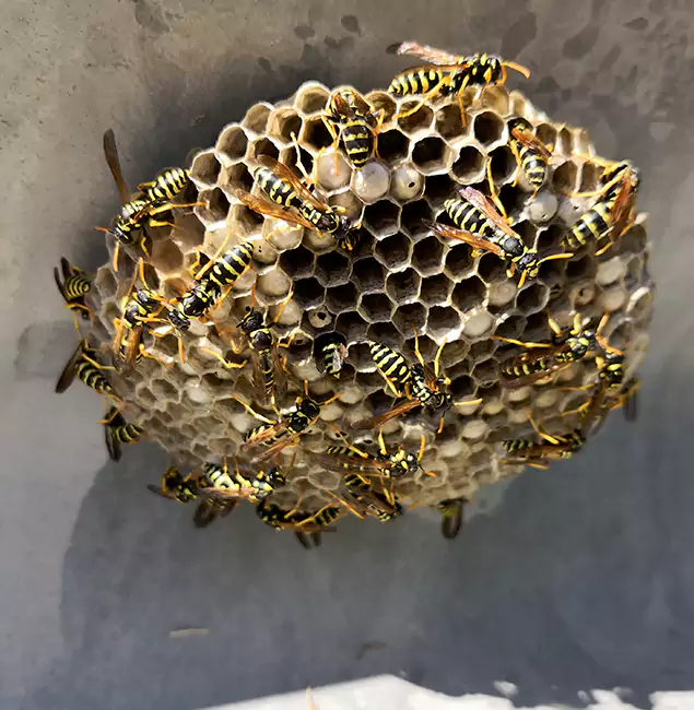 Why O Brien Chooses Nutley Pest Control Pro for Wasp Control Services?