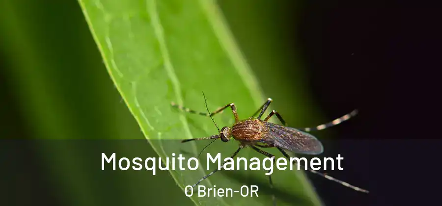 Mosquito Management O Brien-OR