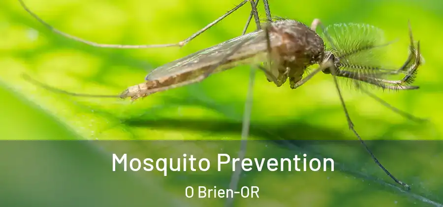 Mosquito Prevention O Brien-OR